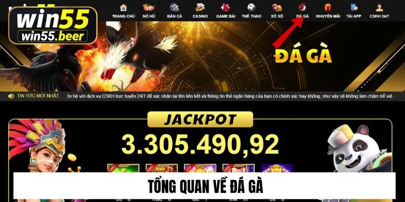 Tổng quan về đá gà