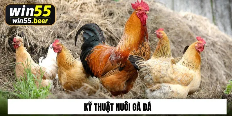 Win55 Bật Mí Kỹ Thuật Nuôi Gà Đá Chi Tiết Cho Kê Thủ