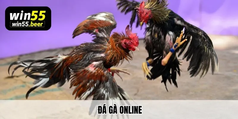 Đá gà online tại Win55