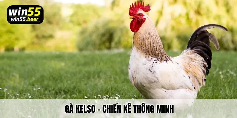 Gà Kelso – chiến kê thông minh