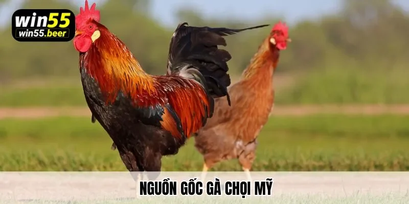 Nguồn gốc gà chọi Mỹ