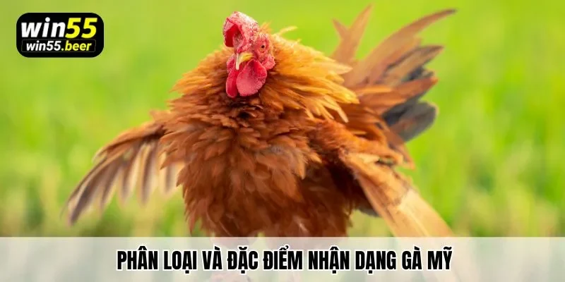 Phân loại và đặc điểm nhận dạng các dòng gà Mỹ