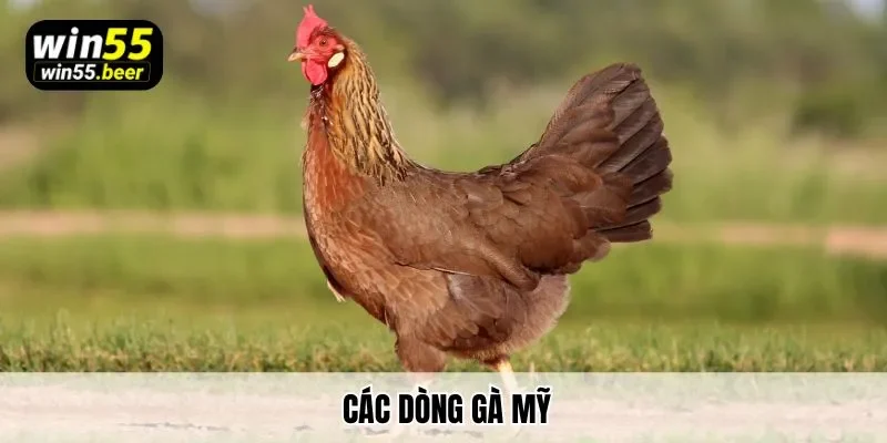 Cùng Win55 tìm hiểu về các dòng gà mỹ
