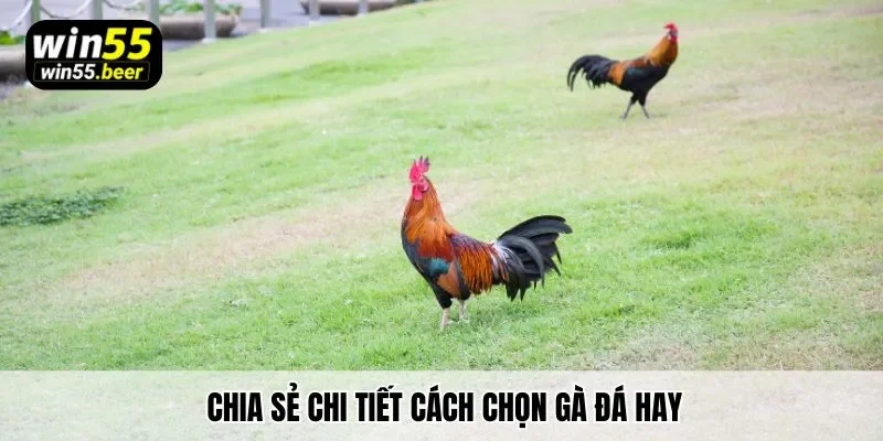 Chia sẻ chi tiết cách chọn gà chọi hay