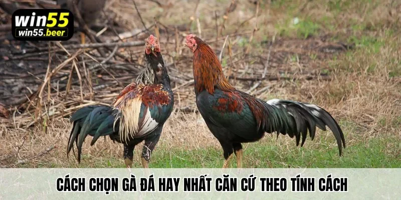 Cách chọn gà chọi hay nhất căn cứ theo tính cách