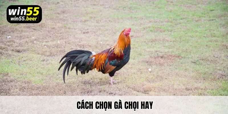 Cách chọn gà chọi hay tại Win55